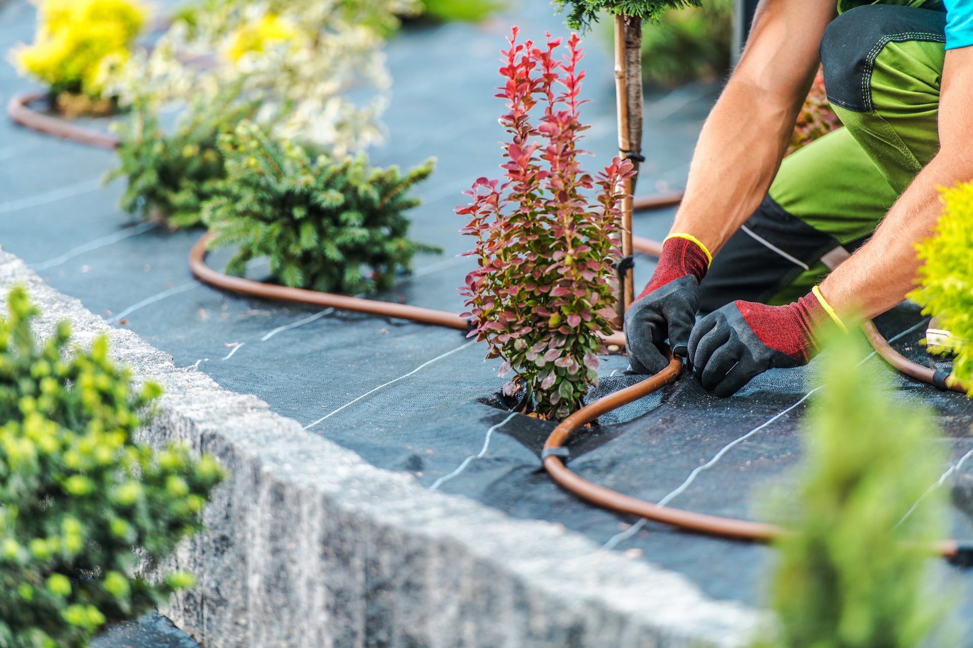 Healthy irrigated landscape